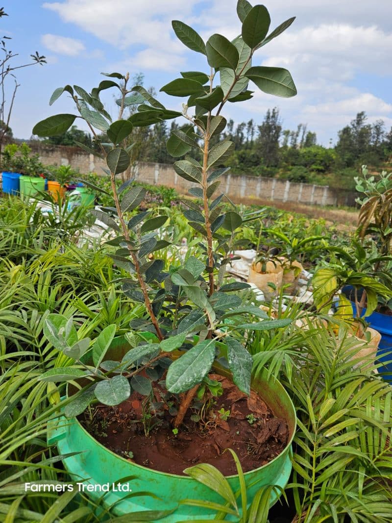 Pineapple Guava (Acca sellowiana) seedlings for sale from Farmers Trend Limited