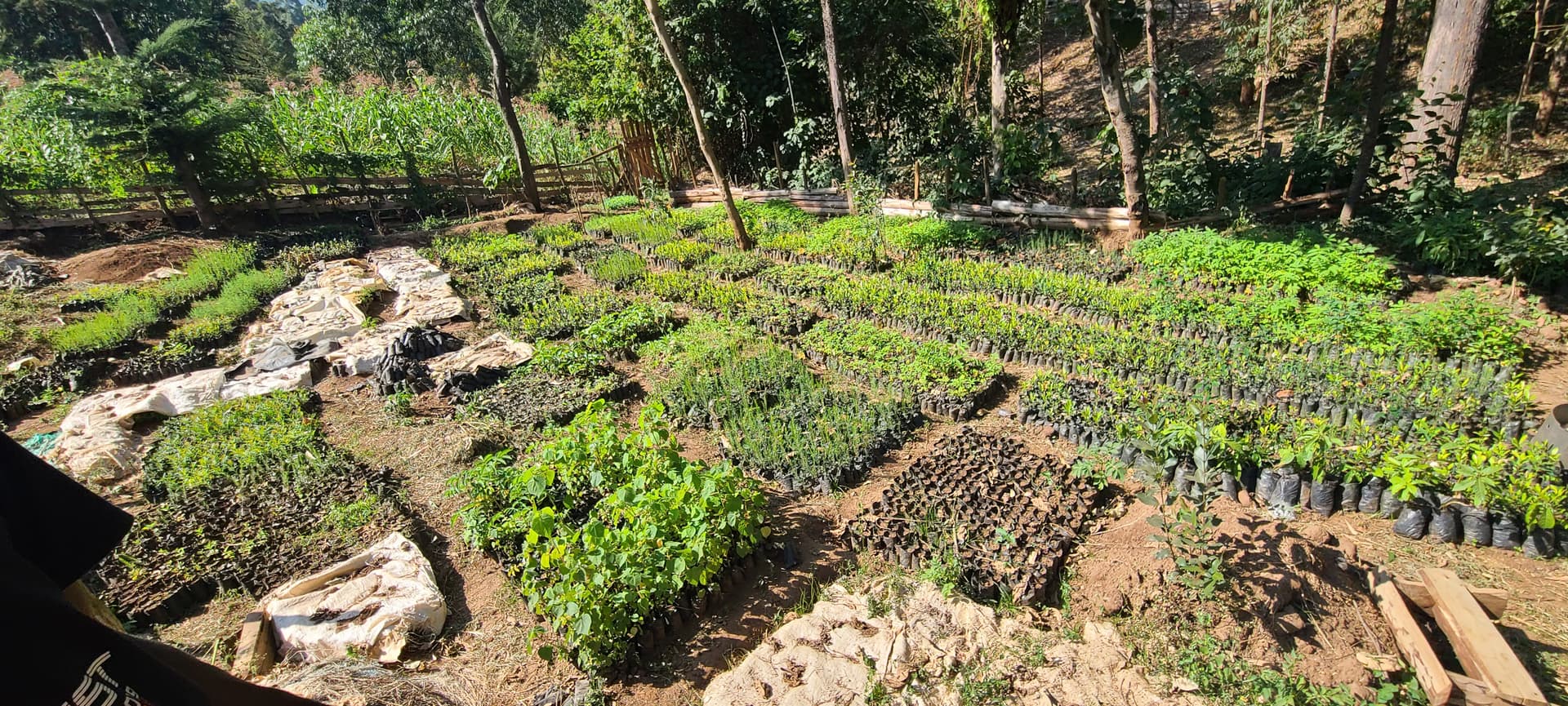SUMERC FRUIT AND TRADERS SELF-HELP GROUP tree nursery in Elgeyo-Marakwet County