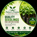 Nature's Promise seedlings farm logo