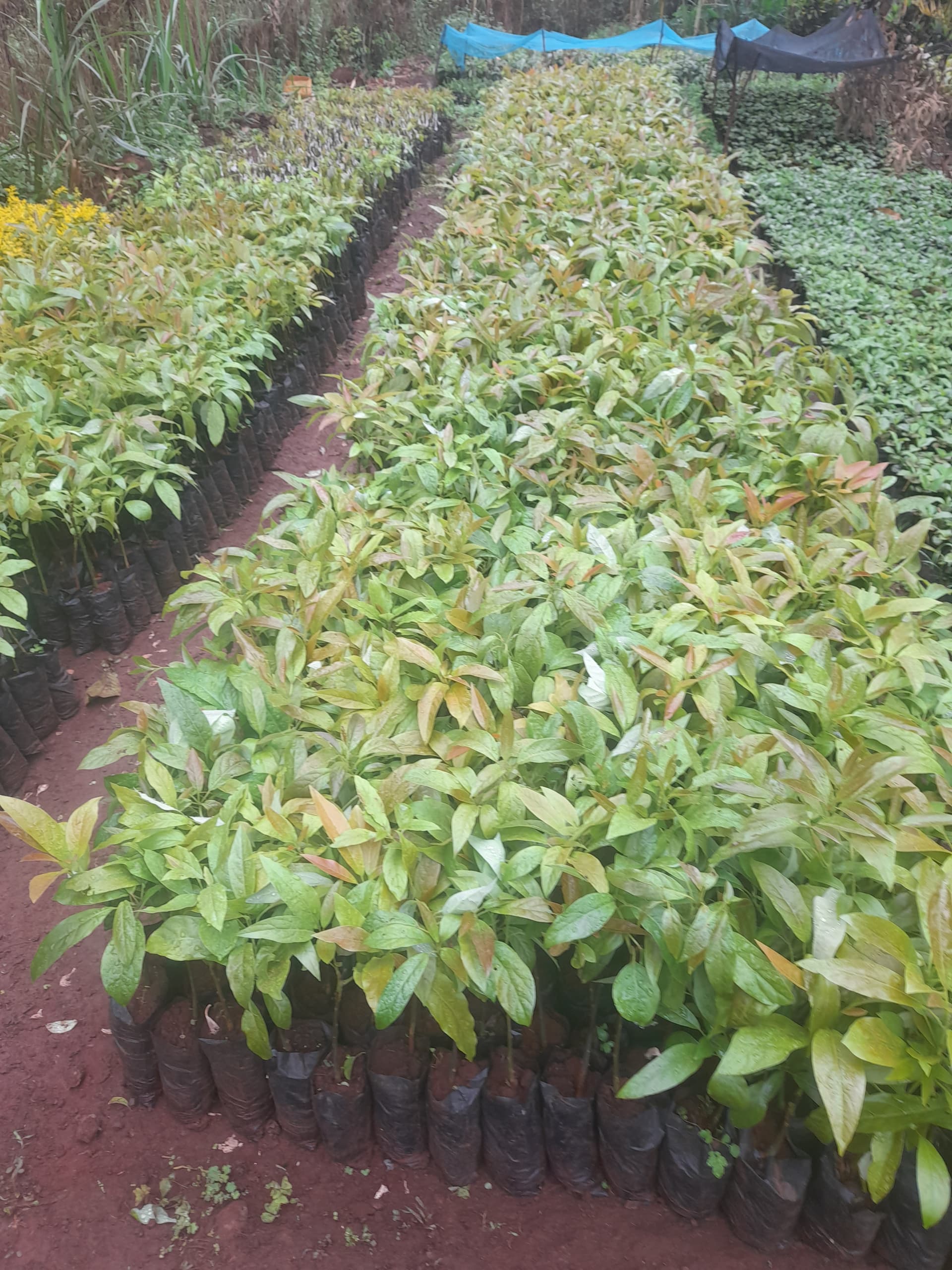 Avocado (Hass ) seedlings for sale from Nature's Promise seedlings farm