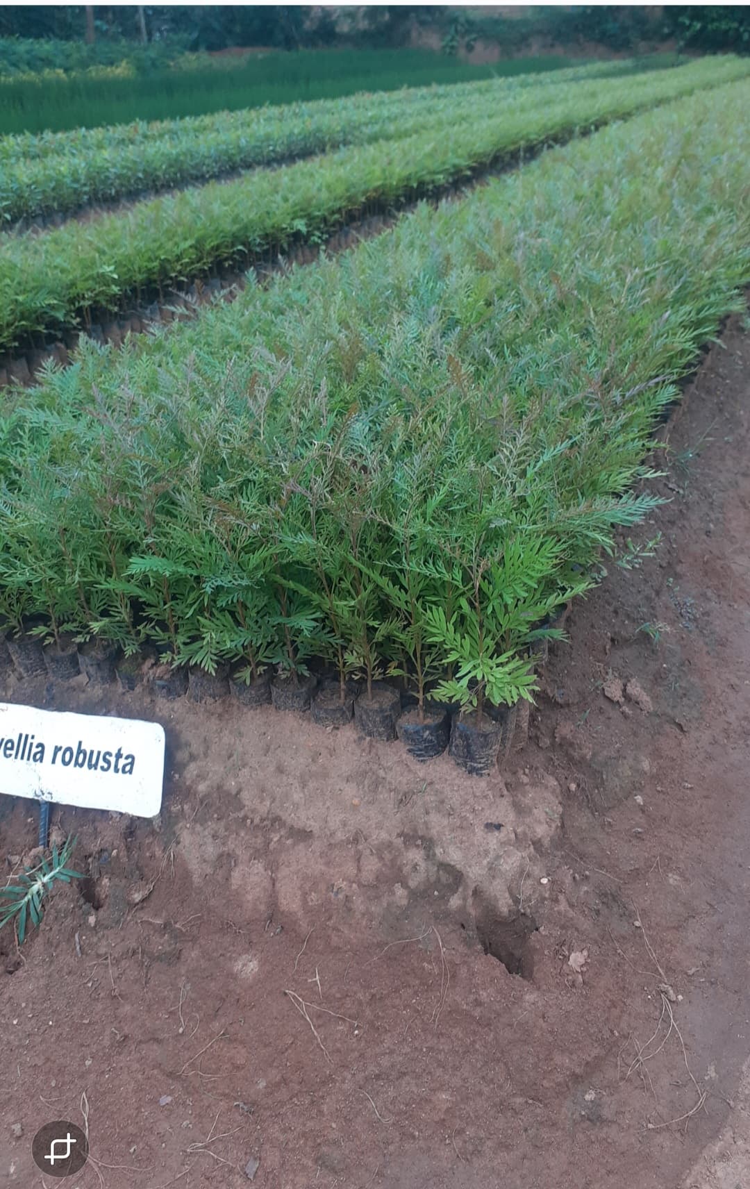 Grevillea (Grevillea robusta ) seedlings for sale from Satiate Tree Nursery