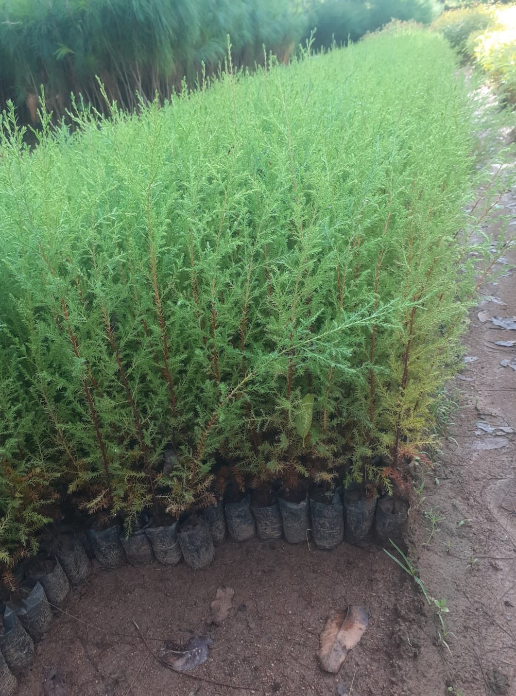 Cupressus (cupressus lusitanica) seedlings for sale from Satiate Tree Nursery