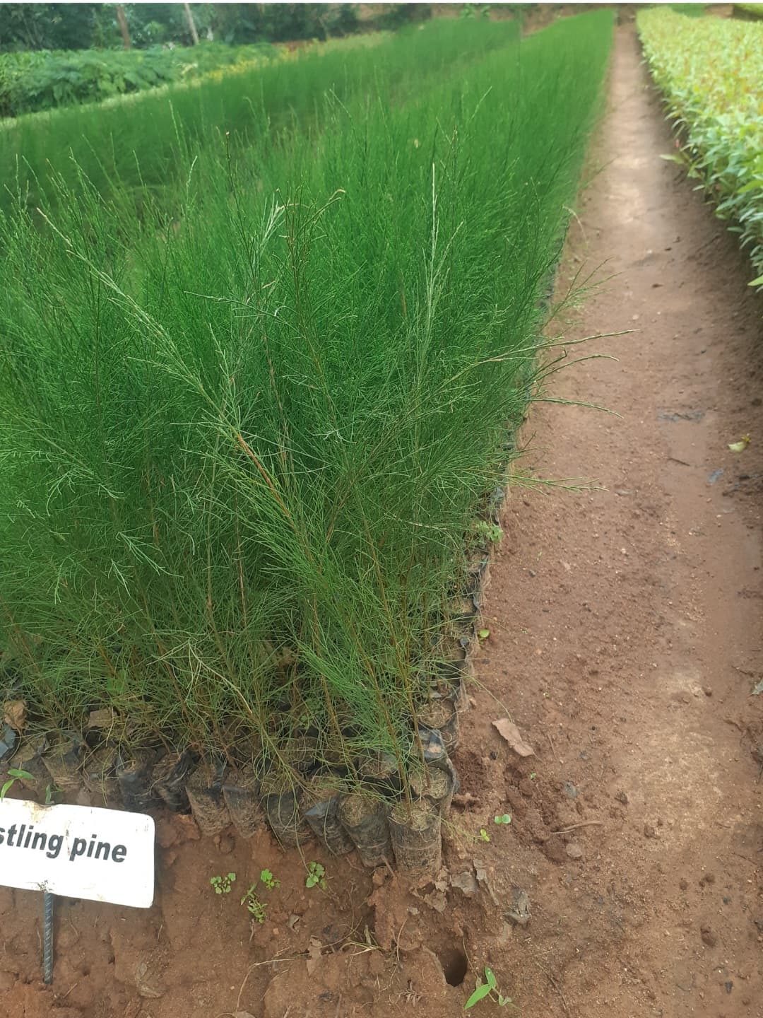 Whistling (Whistling pine) seedlings for sale from Satiate Tree Nursery