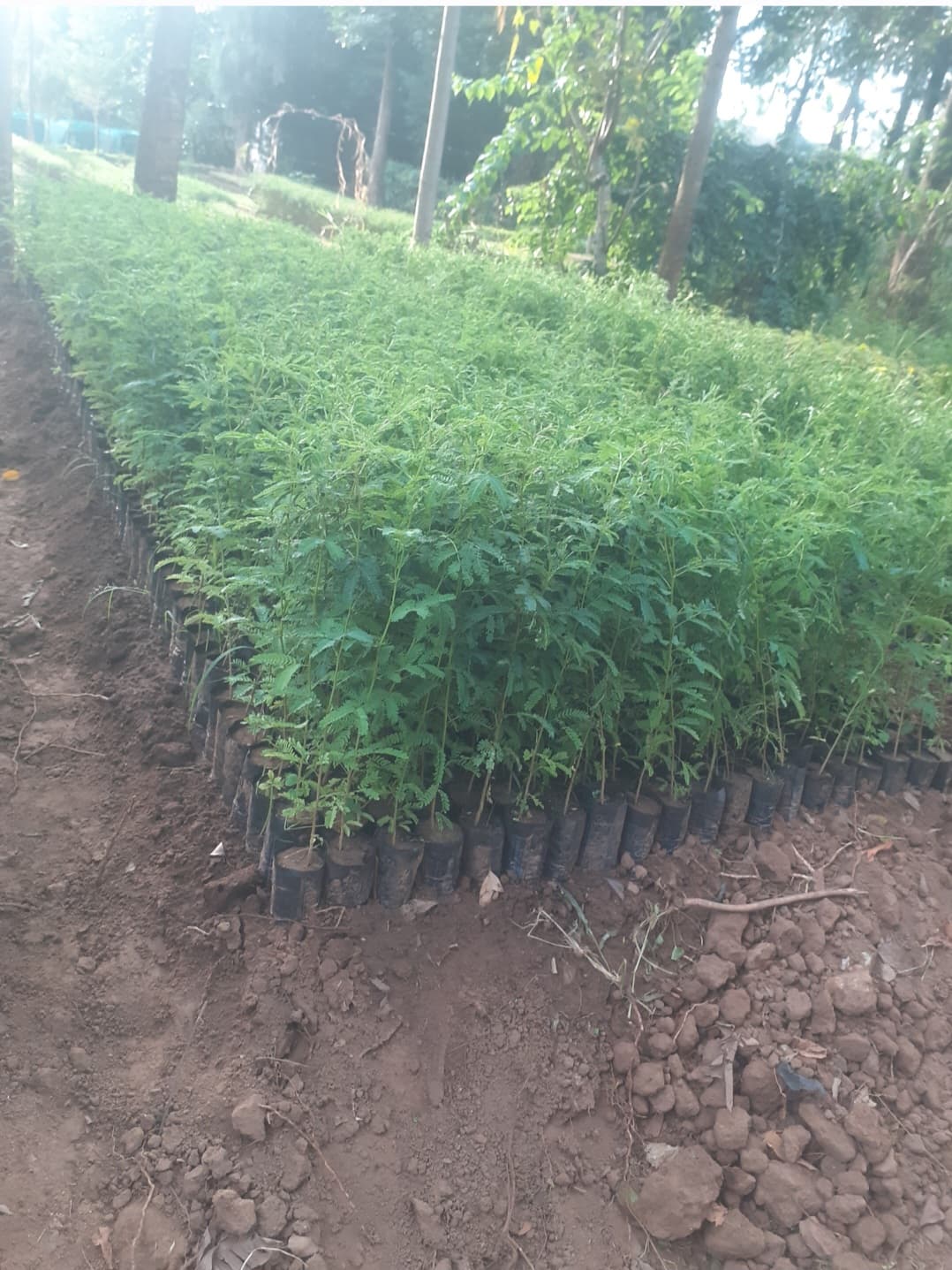 Acacia (Xanthapholea, nilotica ) seedlings for sale from Satiate Tree Nursery