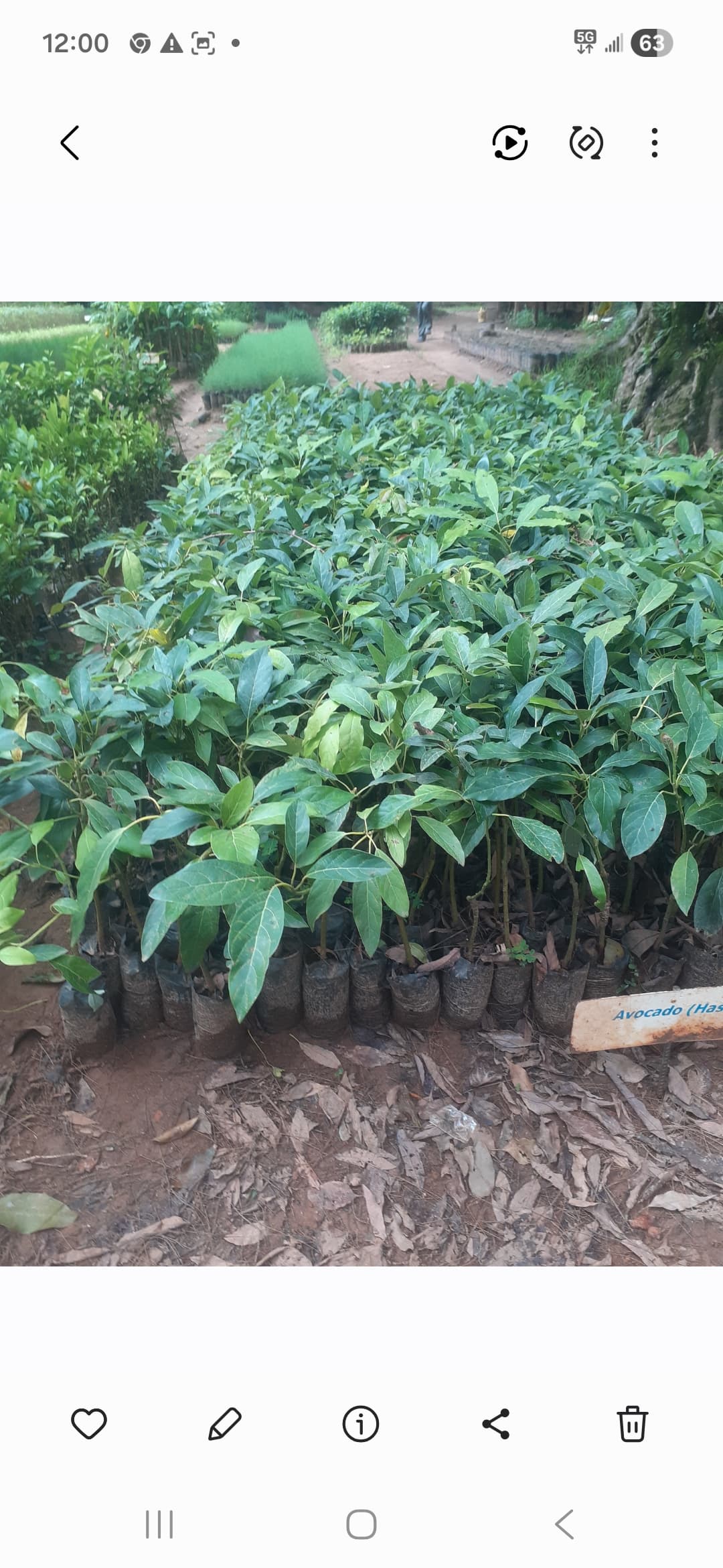 Ovacado (Ovacado hass) seedlings for sale from Satiate Tree Nursery
