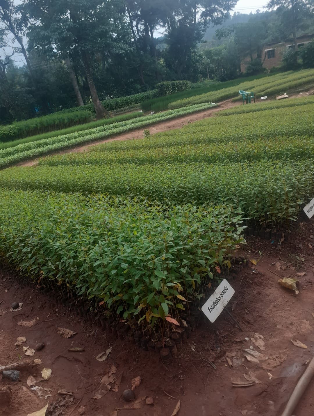 Eucalyptus (Grandis, camaldulensis, urophylla ) seedlings for sale from Satiate Tree Nursery