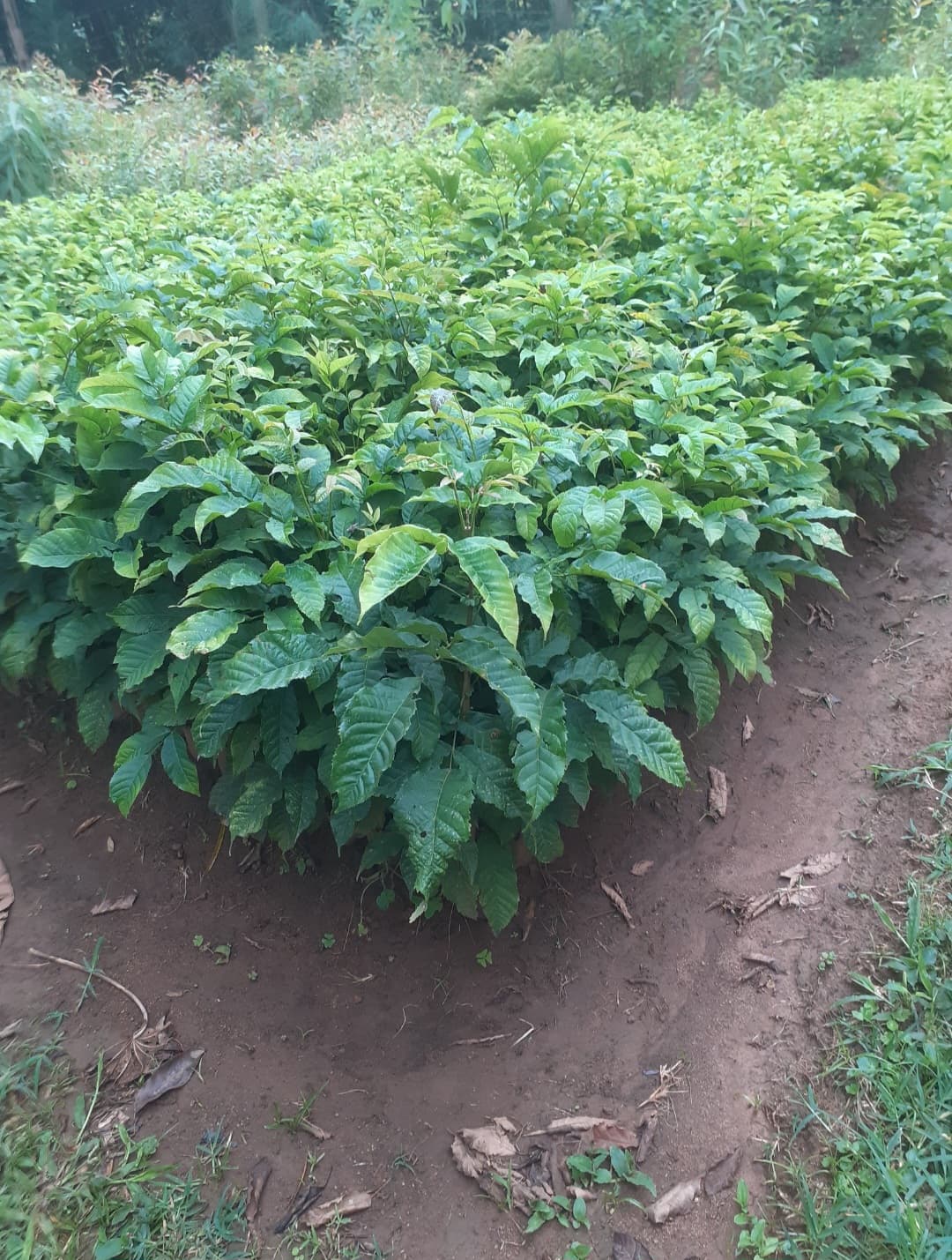 Markhamia (Markhamia lutea ) seedlings for sale from Satiate Tree Nursery