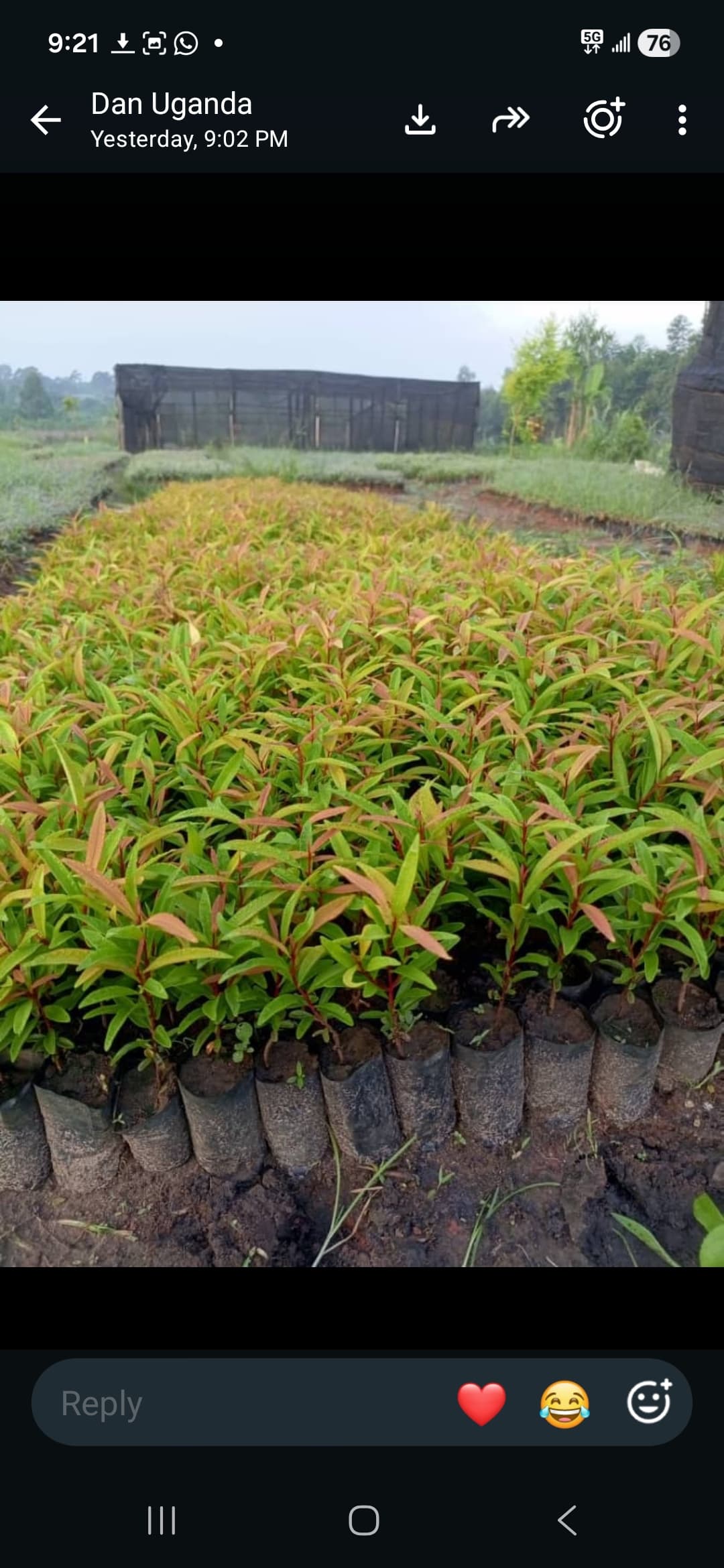 Eugenia (Eugenia Red/Yellow) seedlings for sale from Satiate Tree Nursery